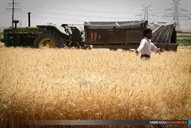 افزایش ۷ درصدی صدور بیمه نامه کشاورزی در خراسان رضوی