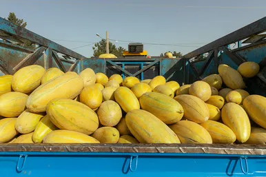 فصل برداشت خربزه‌ جامی