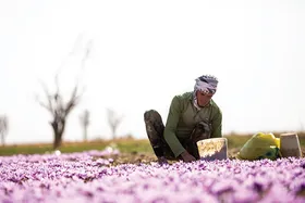 سونامی کشت زعفران؟