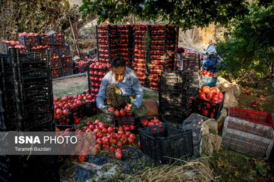 ایران زیباست | برداشت انار در لرستان