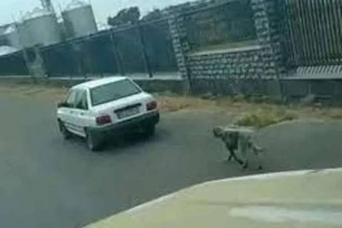 دستگیری عامل حیوان آزاری در بابل