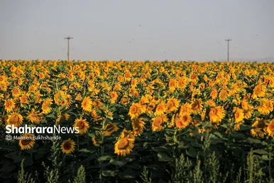 مزرعه آفتابگردان در حوالی برج رادکان