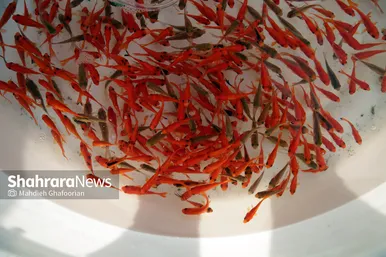 بازار گل مشهد در آستانه سال نو