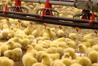 ثبت ۱۲میلیون و ۸۱ هزار قطعه‌ای در مرغداری‌های خراسان رضوی در یک ماه اخیر | جوجه‌ریزی بیش از تعهد ابلاغی
