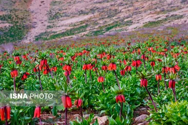 ایران زیباست | دشت لاله‌های واژگون کوهرنگ