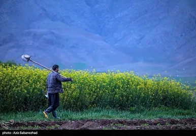 ایران زیباست | کشت کلزا در شهرستان سلسله - لرستان