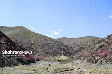 ایران زیباست | «ارغوان» پنجه‌ی خونین زمین
