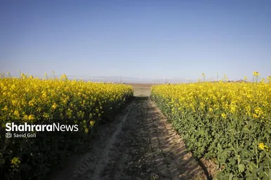 گزارش تصویری | مزارع «کلزا» در نزدیکی مشهد