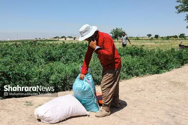 گزارش تصویری | برداشت گل محمدی از روستای فرخد «قمصر خراسان»
