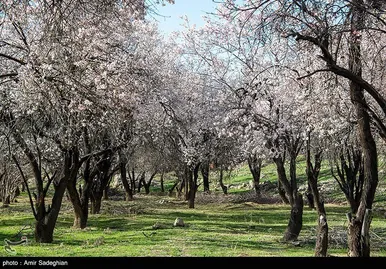 ایران زیباست | اندک اندک می‌رسد اینک بهار