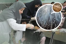 آمار دانش&zwnj;آموزانی که مبتلا به شپش سر شده&zwnj;اند، محرمانه است | کمبود مربی بهداشت