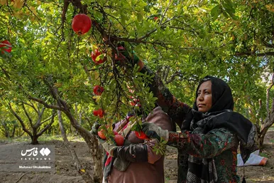 ایران زیباست | برداشت انار در فیروزکوه