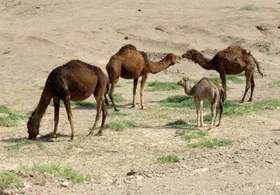 شتر کم&zwnj;مصرف و پربهره است | لزوم فرهنگ&zwnj;سازی پرورش شتر و&nbsp;مصرف گوشت آن در استان