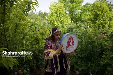 برداشت گل محمدی در روستای فرخد در نزدیکی مشهد