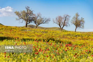 ایران زیباست | طبیعت هزار رنگ جلگه ارومیه