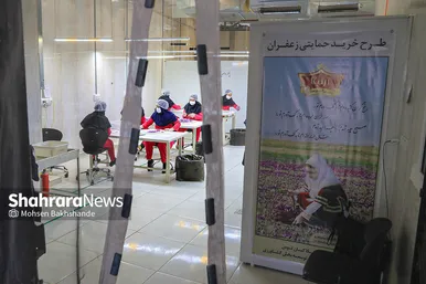 برداشت زعفران از مزارع تربت حیدریه