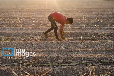 گزارش تصویری | کشت نیشکر در خوزستان
