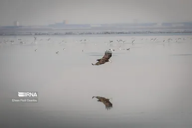 ایران زیباست | تالاب میقان