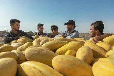 فصل برداشت خربزه‌ جامی