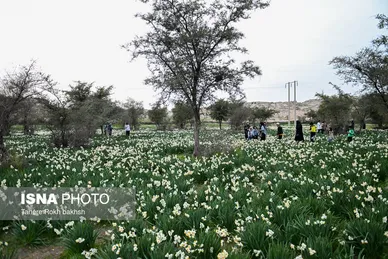 گزارش تصویری | هشتمین جشنواره گل نرگس - کازرون