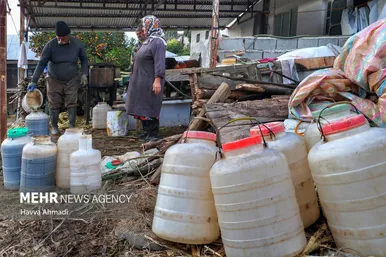 برداشت نیشکر در مازندران