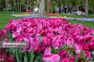 گزارش تصویری | جشنواره گل‌های لاله در مشهد