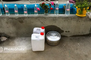 برداشت گل محمدی در روستای فرخد
