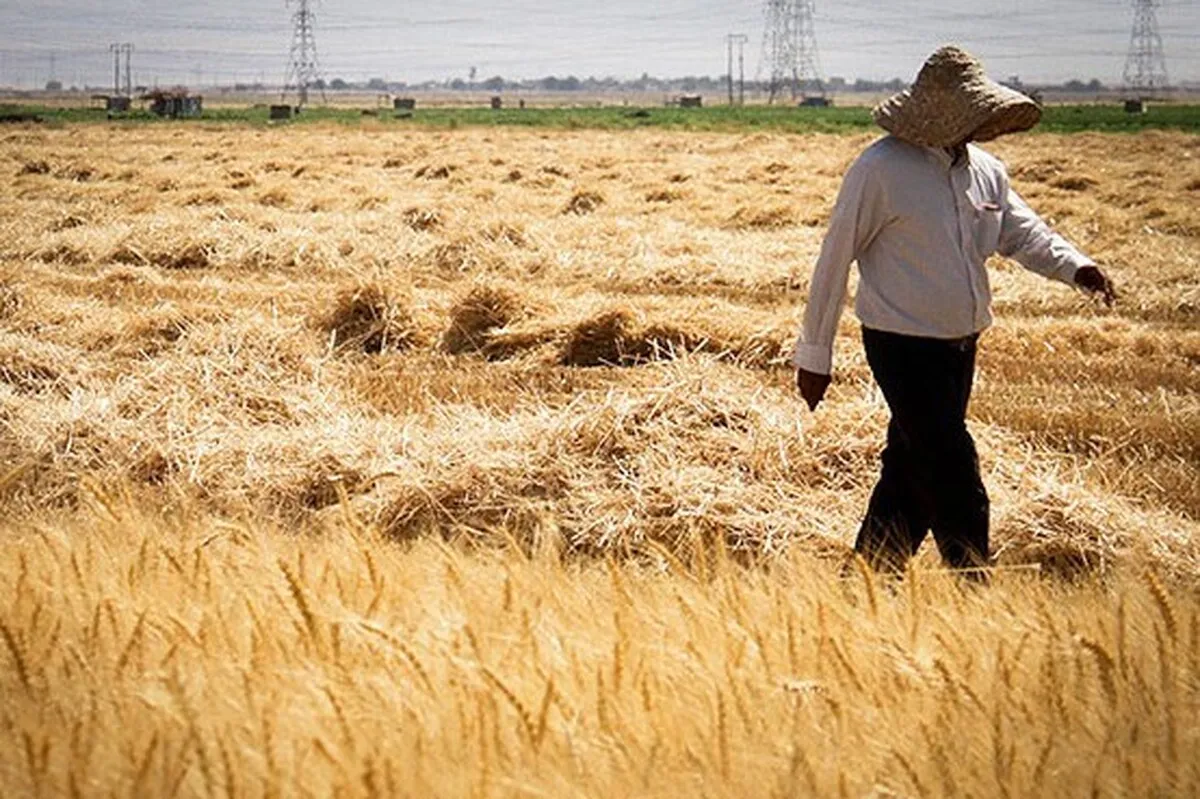 ۹۸ درصد مطالبات گندمکاران خراسان رضوی پرداخت شد