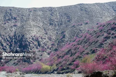 ایران زیباست | «ارغوان» پنجه‌ی خونین زمین