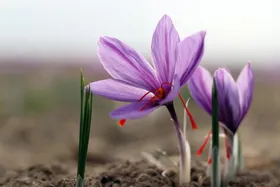 عرضه بیش از ۶ هزار کیلوگرم زعفران در بورس کالا