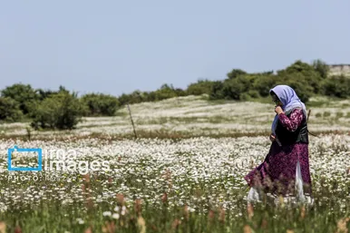 ایران زیباست | جنگل «فندقلو»