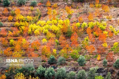 ایران زیباست | پاییز هزار رنگ در روستای «شیت»