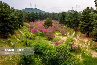 ایران زیباست | بهار ارغوانی