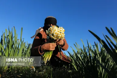 ایران زیباست | مزرعه گل نرگس - گلستان