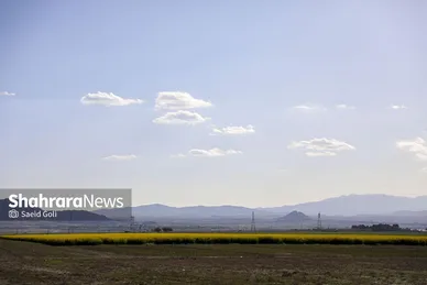 گزارش تصویری | مزارع «کلزا» در نزدیکی مشهد