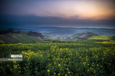 عکس‌هایی از مزارع کلزا