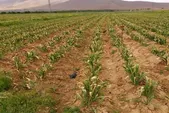 رشد کشت دیم در خراسان رضوی در پی شرایط مطلوب بارندگی