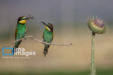 گزارش تصویری | پرنده‌ای به نام زنبور خوار اروپایی
