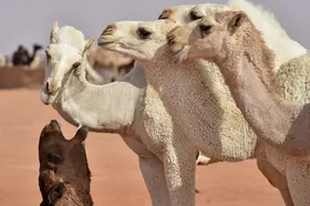 هر کیلو گوشت شتر در بازار، ۷۰۰ تا ۸۵۰ هزار تومان فروخته می&zwnj;شود