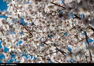 ایران زیباست | اندک اندک می‌رسد اینک بهار