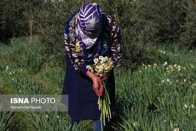 ایران زیباست | مزرعه گل نرگس - گلستان