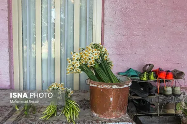 ایران زیباست | مزرعه گل نرگس - گلستان