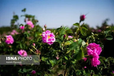 برداشت گل محمدی در کاشان