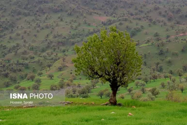 ایران زیباست | طبیعت بهاری چهارمحال و بختیاری
