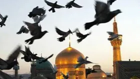 پویش &laquo;به عشق امام رضا می&zwnj;بخشم&raquo; ۴۲۲ نفر را از چوبه دار رهانید