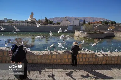 مرغان دریایی سیبری؛ میهمان زمستانی شیرازی‌ها