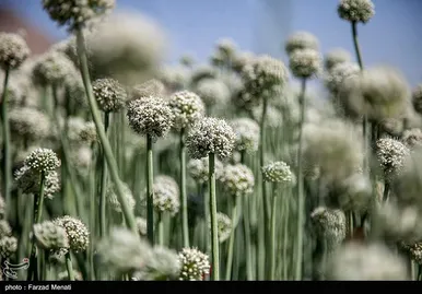 مزرعه پیاز بذری - کرمانشاه