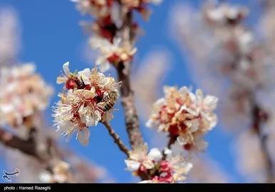 شکوفه‌های بهاری ابهر - زنجان