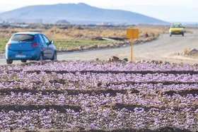 خام فروشی زعفران؛ بلای جان طلای سرخ