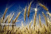 شارژ اعتبار ۲۴ هزار میلیارد تومانی گندمکاران در «طرح اعتباری گندم» + جزئیات